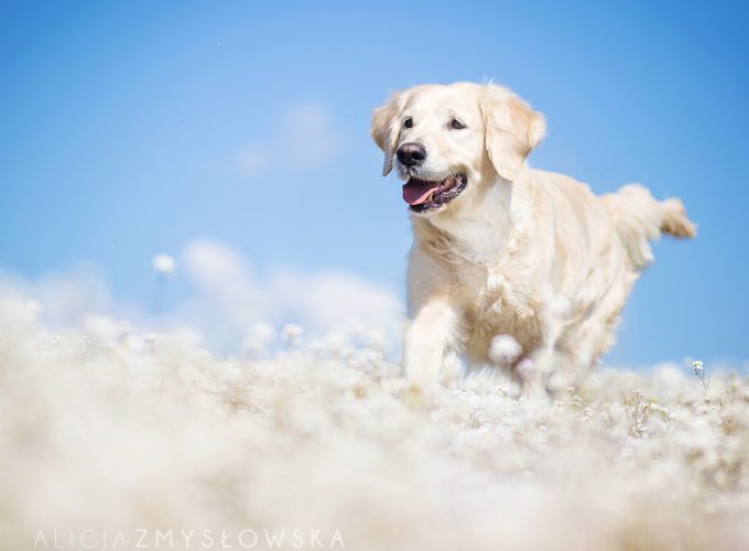 Wallpaper Labrador, dog, field, cute animals, funny, Animals 8842310521